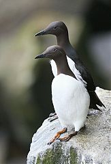 Common Murre